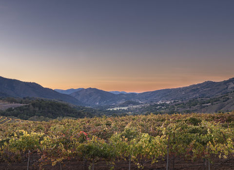 Joullian Vinyards by Mammy Espinoza45