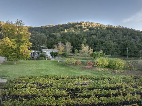 Joullian Vinyards by Mammy Espinoza65