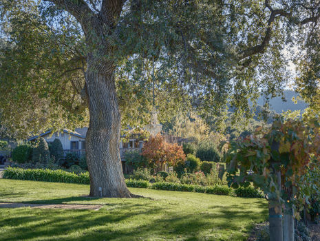 Joullian Vinyards by Mammy Espinoza7