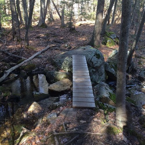 Andover Outdoor Life: Harold Parker, Pomps Pond, and the AVIS Trails