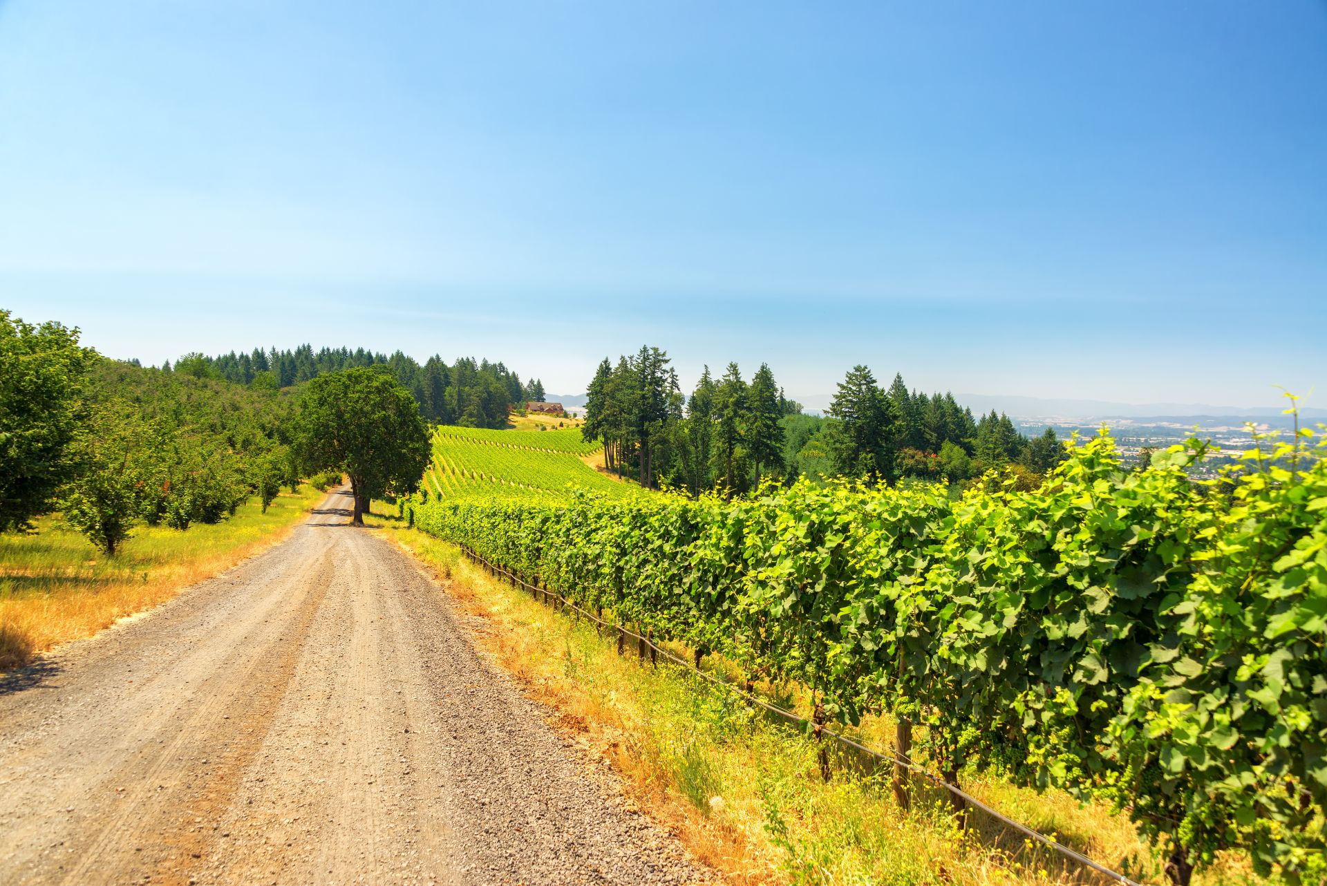 Gravel road passing vineyards near Dundee, Oregon