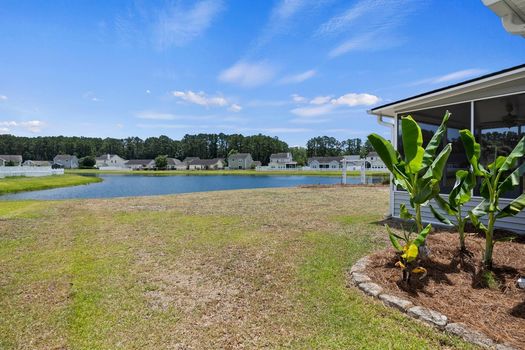 31_24_Sand_Live_Oaks-1