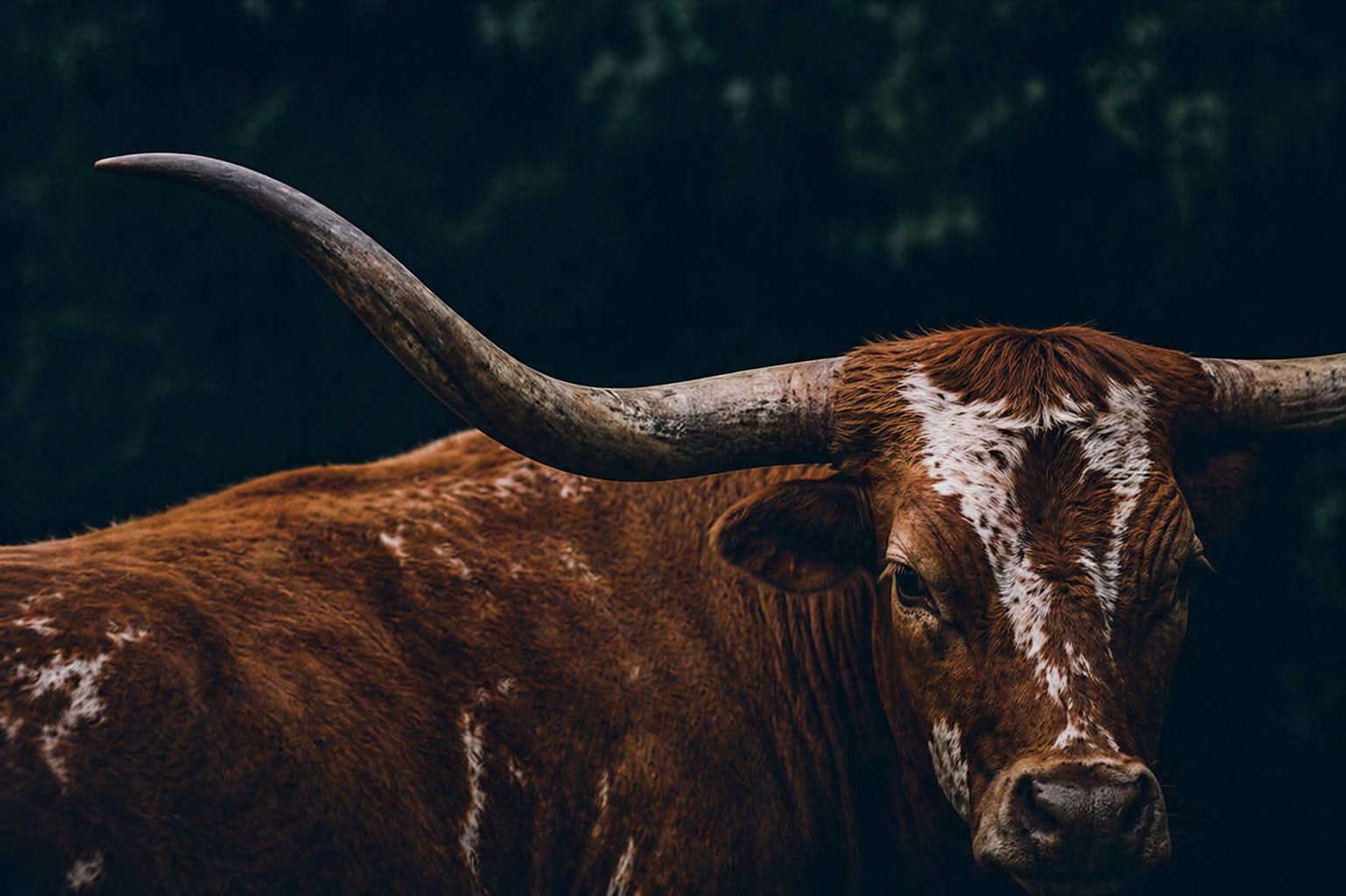 cow 3