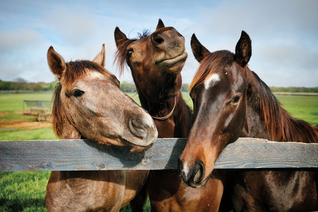 DSP_TX_HWY_HorseFarm_2019_1162-1024x682