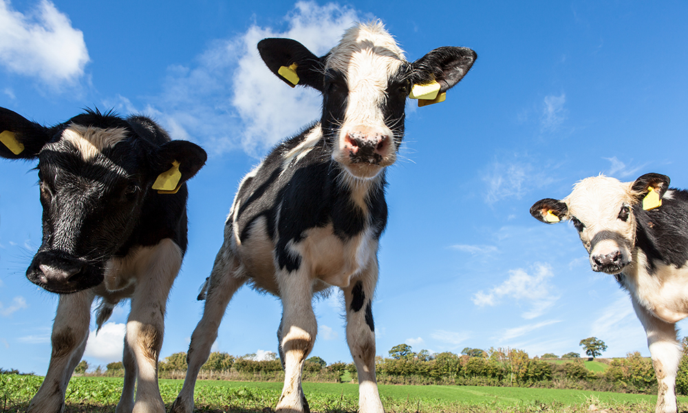 Farmers 12