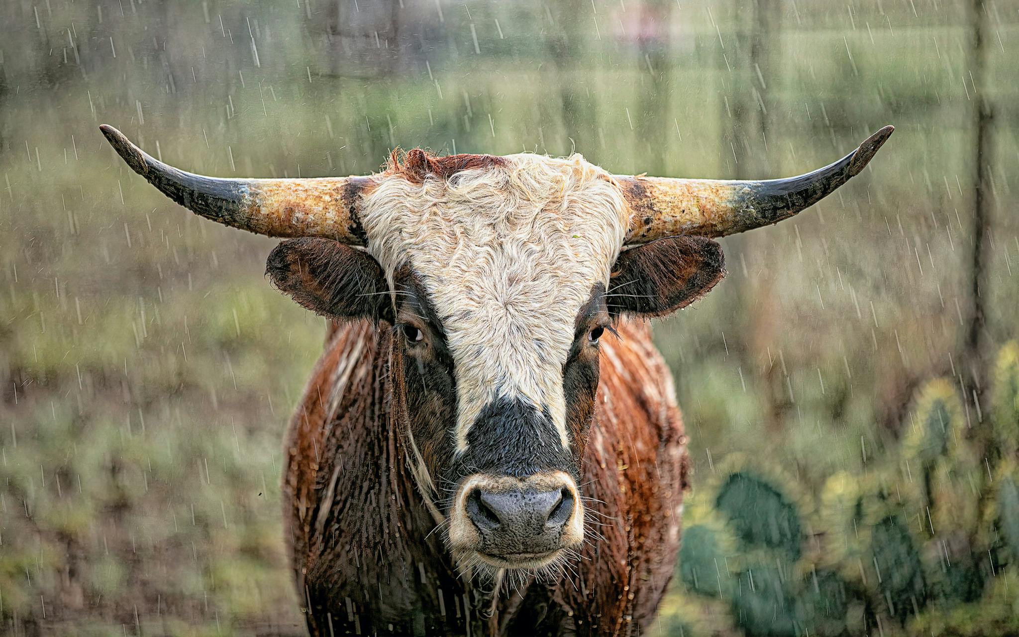 Longhorn 5