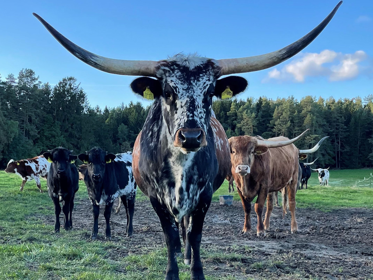 Prebitz_Texas-Longhorn-Ranch02