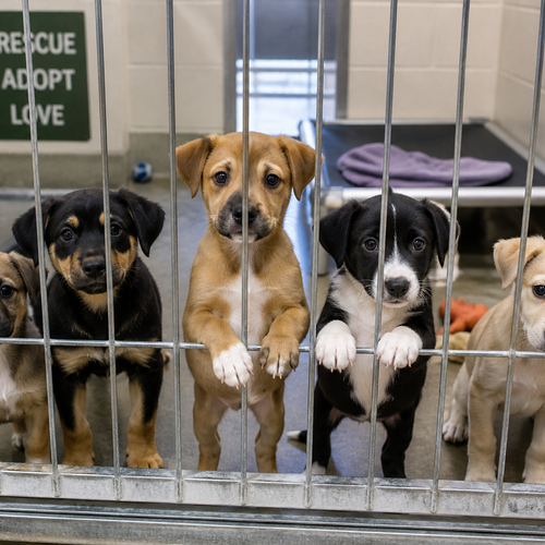 Dallas Animal Rescue