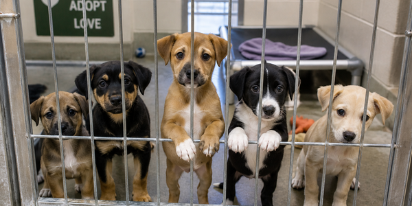 Dallas Animal Rescue