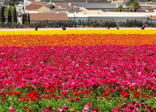 Field of flowers with a city skyline in the background in Carlsbad, California.