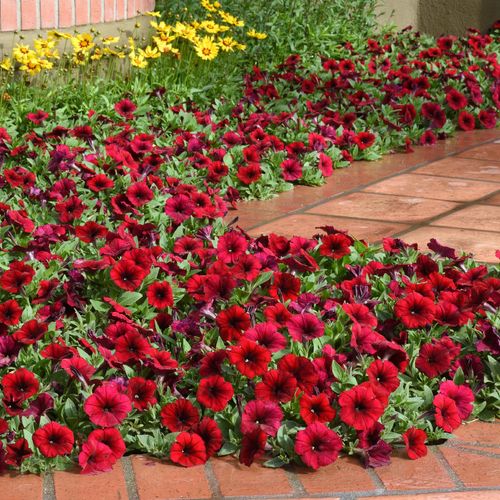 Stay on Trend in Your Garden