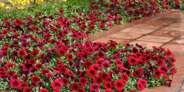 Stay on Trend in Your Garden