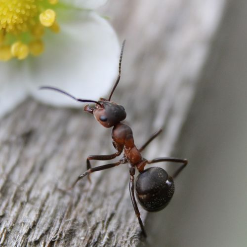 Spring Pest Control for Your Home