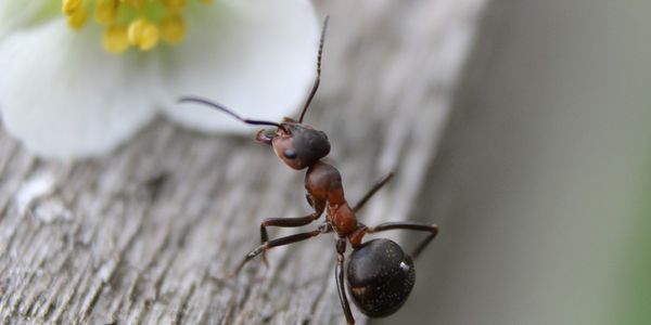 Spring Pest Control for Your Home