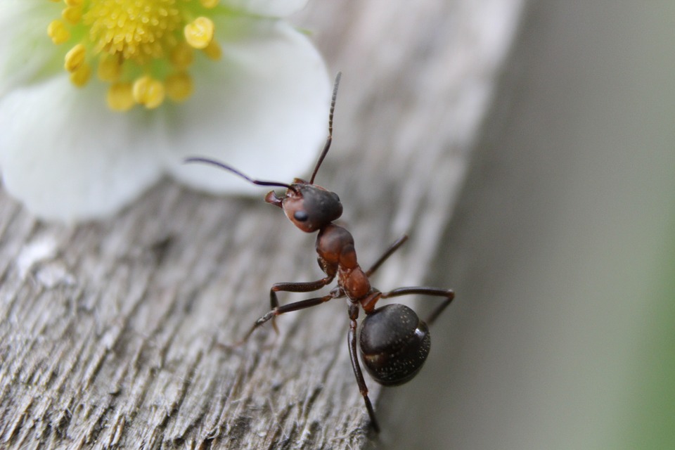 Ants Nature Wood Ant Macro Animal Insect