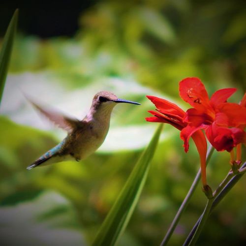 Do's and don'ts of attracting hummingbirds