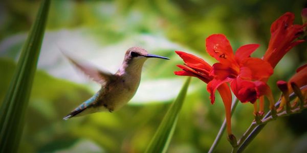 Do's and don'ts of attracting hummingbirds
