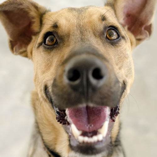 5 Ways to Keep Your Dog Healthy in the Heat
