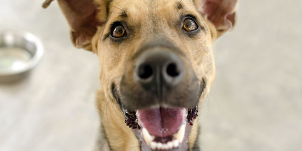 5 Ways to Keep Your Dog Healthy in &hellip;