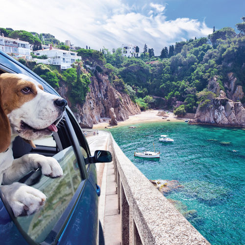5 Tips to Take Pets on Trips
