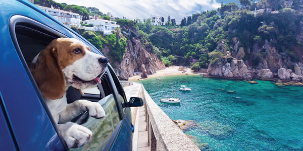 5 Tips to Take Pets on Trips