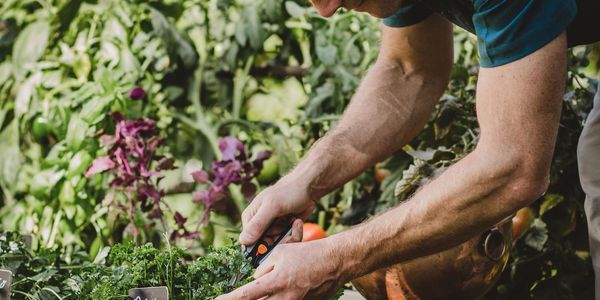 Pull Together a Garden-to-Table Meal This Summer