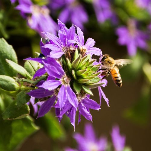 Bee responsible! How to attract pollinators to your garden and help them thrive