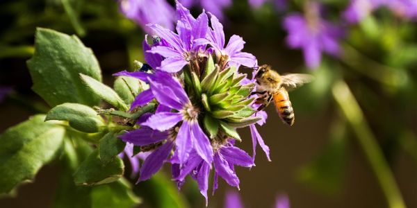 Bee responsible! How to attract pollinators to your &hellip;