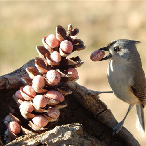 Backyard birding: Prep now to attract birds this winter