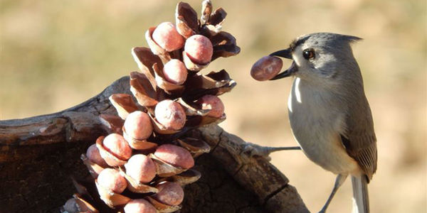 Backyard birding: Prep now to attract birds this &hellip;