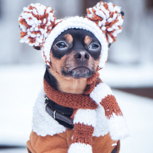 4 Tips to Prepare Your Pup for Winter