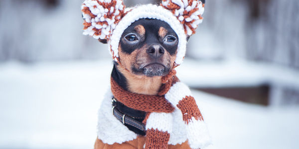 4 Tips to Prepare Your Pup for Winter