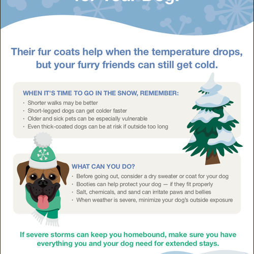 How to Keep Dogs Safe During Cold Weather Walks