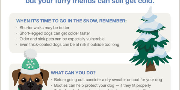 How to Keep Dogs Safe During Cold Weather &hellip;