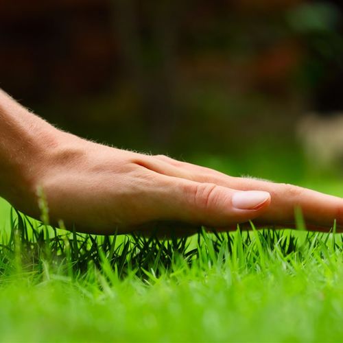 Expert lawncare tips for a happy summer lawn