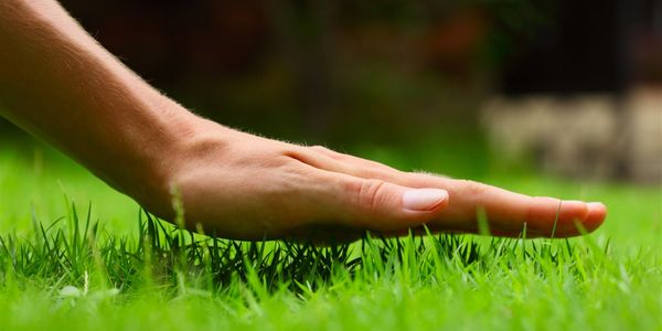 Expert lawncare tips for a happy summer lawn