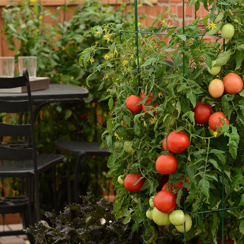 Grow Your Own Food in Small Spaces