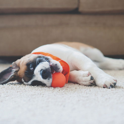 5 Tips for New Pet Parents