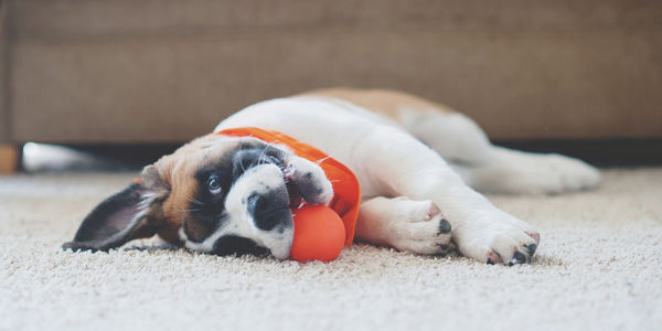 5 Tips for New Pet Parents