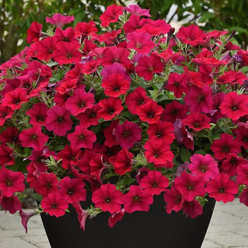 Creating an On-Trend Outdoor Space with Flowers
