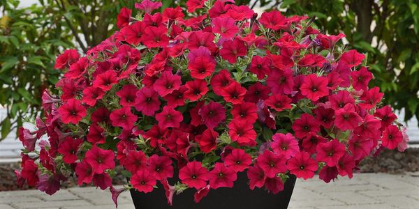 Creating an On-Trend Outdoor Space with Flowers