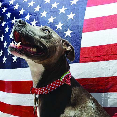 7 Pet Safety Tips for Fourth of July