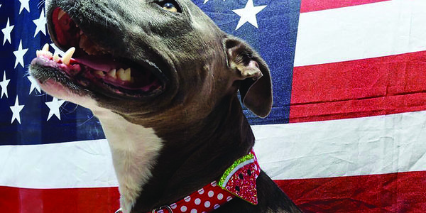 7 Pet Safety Tips for Fourth of July
