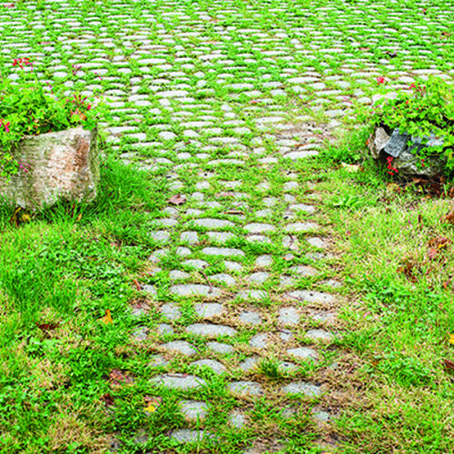 9 Troublesome Weed Zones to Tackle