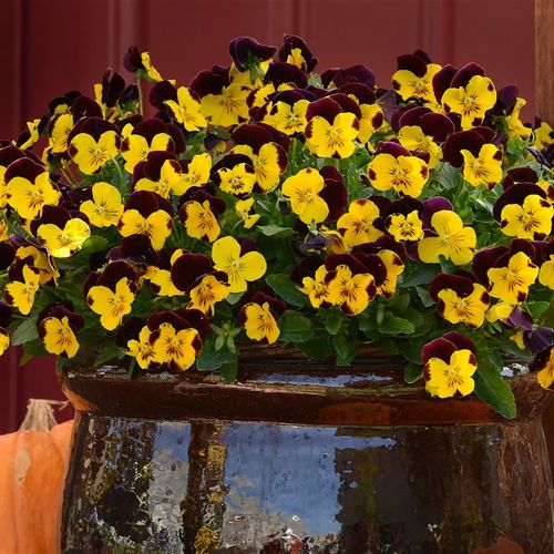 Tips for Late-Summer Gardening