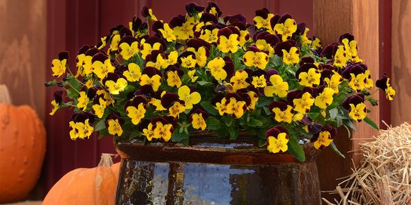 Tips for Late-Summer Gardening