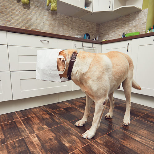 4 Tips to Keep Pets Out of Trouble During Back-to-School Season