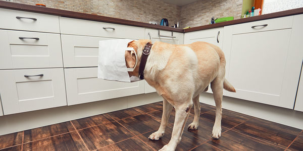 4 Tips to Keep Pets Out of Trouble &hellip;