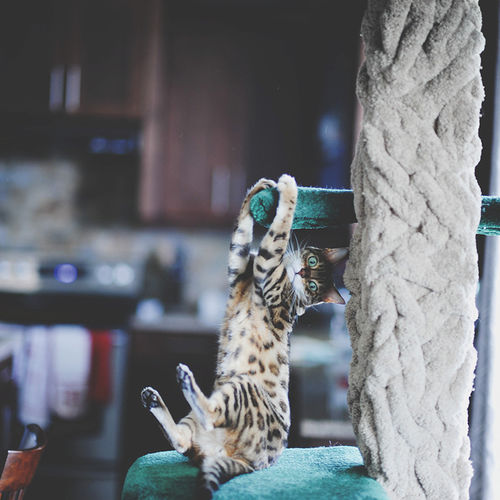 Pet Health Tips for an On-the-Go Lifestyle