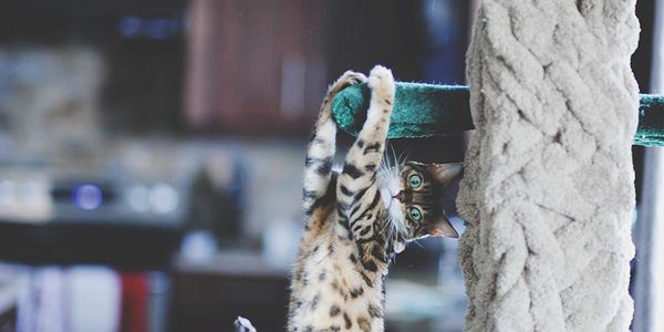 Pet Health Tips for an On-the-Go Lifestyle